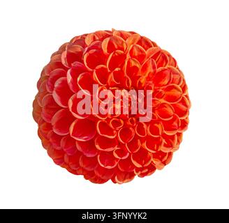 Fleur de dahlia orange rouge isolée sur fond blanc, fleur décorative ronde aux pétales superposés pour un design botanique, automnal et floral Banque D'Images