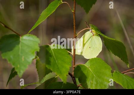 Gonepteryx rhamni, papillon brimstone, reposant avec ses ailes jaune-vert pâle fermées parmi les feuilles de bouleau, parfaitement camouflé contre le feuillage. Banque D'Images