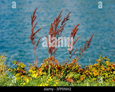 Tiges de graines séchées de plantes se dressant le long du rivage, avec un feuillage vert et orange vif et de petites fleurs jaunes en premier plan qui mettent en valeur l'eau bleue ondulante d'un lac en automne Banque D'Images