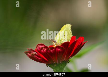 Gonepteryx rhamni, papillon citron, se nourrissant d'une fleur de zinnia rouge vif, ses ailes jaune-vert pâle contrastant avec les pétales cramoisis profonds. Banque D'Images