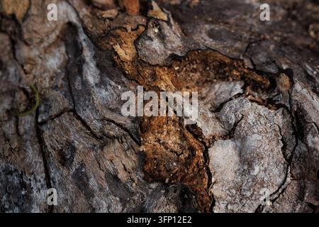 Texture de bois mort en décomposition avec fissures et zones pourries près de Salzbourg, Autriche Banque D'Images