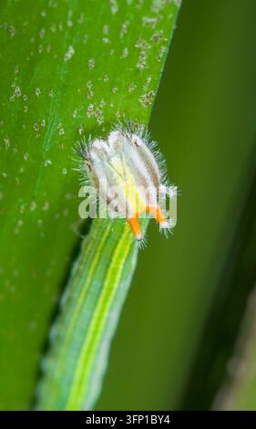 Chenille de papillon hibou géant se nourrissant d'une feuille de bananier (Caligo sp), Nymphalidae Banque D'Images