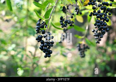 Ligustrum vulgare Troène commun avec grappes de baies noires mûres Banque D'Images