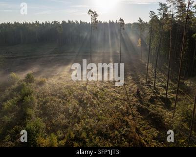 Rays de soleil traversant la brume matinale dans une forêt de pins Banque D'Images