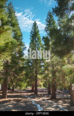 Sentier de randonnée pittoresque à travers une forêt de pins à Oak Glen en Californie Banque D'Images