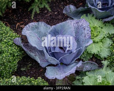 Tête de chou violet frais poussant dans un carré potager en plein air à côté du chou frisé et d'un feuillage vert Banque D'Images
