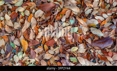 Feuilles mortes brunes, orange et crème recouvrant le sol, vue de dessus, couleurs automnales Banque D'Images