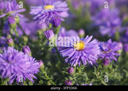 Vue rapprochée de belles asters vivaces présentant des centres jaune vif et des rayons violet doux scintillant sous la douce lumière du matin Banque D'Images