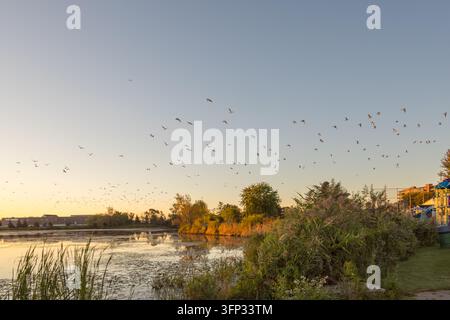 Une scène sereine capture une mouette volant gracieusement au-dessus d'un lac calme pendant le coucher du soleil dans la campagne de Durham, Ontario. L'eau tranquille reflète les teintes chaudes Banque D'Images