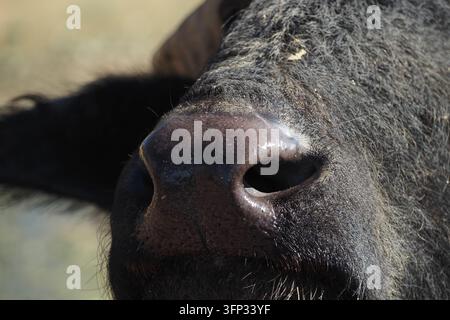 Vue rapprochée du nez d'une vache noire pendant les heures de clarté Banque D'Images