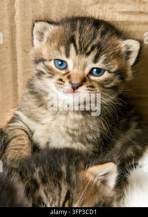 Portrait d'un petit chaton aux yeux bleus. Gros plan du chaton. Banque D'Images