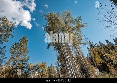 Vue en contre-plongée regardant vers le haut des grands trembles contre un ciel bleu parsemé de nuages blancs en Californie Banque D'Images