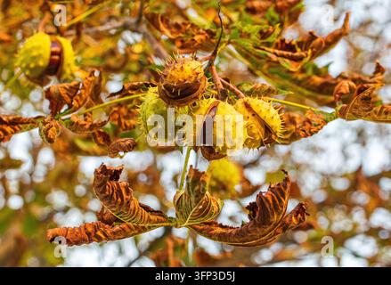 Grossissement des balusches épineux du marronnier qui s'ouvrent sur une branche avec des feuilles brunes enroulées, montrant des marrons brillants aux couleurs chaudes de l'automne Banque D'Images