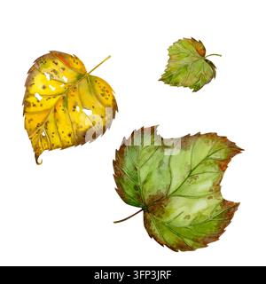 Ensemble de feuilles d'automne aquarelle colorées isolées sur fond blanc. Illustration aquarelle dessinée à la main. Idéal pour décorer la fête de l'automne Banque D'Images