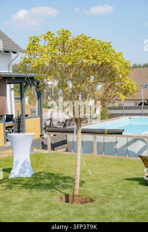 Arbre décoré orné de cartes et de rubans, dans une scène de jardin extérieur, avec un arbre décoré, une piscine, des meubles, une table couverte d'une nappe, depuis un Banque D'Images