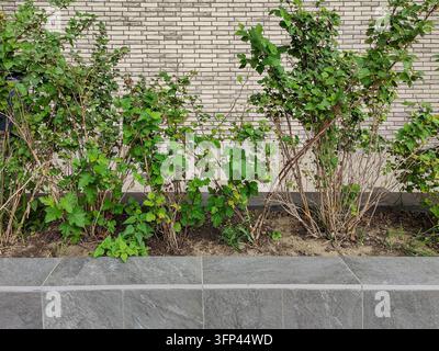 Arbust décoratif poussant dans un parterre surélevé contre le mur en brique d'un immeuble résidentiel à plusieurs étages. Aménagement paysager de rue urbaine. Gros plan Banque D'Images