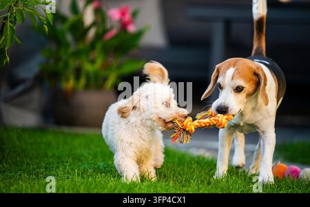 Un chiot Maltipoo moelleux et un chien Beagle jouent au remorquage de la guerre avec un jouet de corde noué sur une pelouse verte ensoleillée avec un patio extérieur flou dans le Banque D'Images