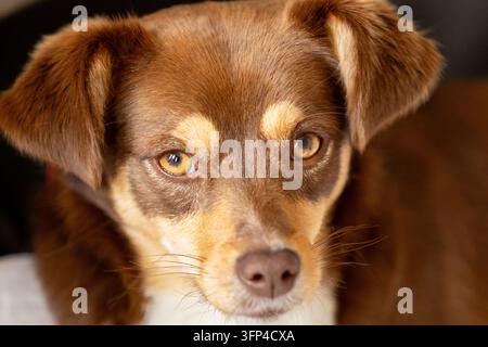 portrait macro en gros plan extrême d'un petit chien brun de race mixte regardant directement dans l'appareil photo avec des yeux ambrés expressifs Banque D'Images