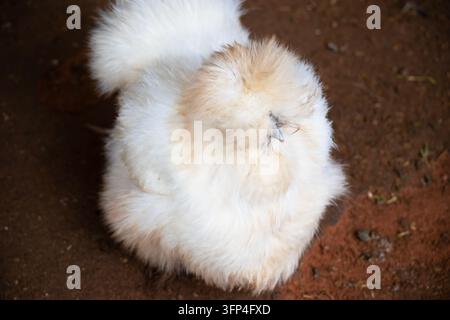 La Silkie, également connue sous le nom de Silky ou poulet de soie chinois, est une race de poulets chinoise nommée pour son plumage atypiquement duveteux, qui est doux Banque D'Images