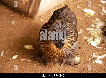 La Silkie, également connue sous le nom de Silky ou poulet de soie chinois, est une race de poulets chinoise nommée pour son plumage atypiquement duveteux, qui est doux Banque D'Images
