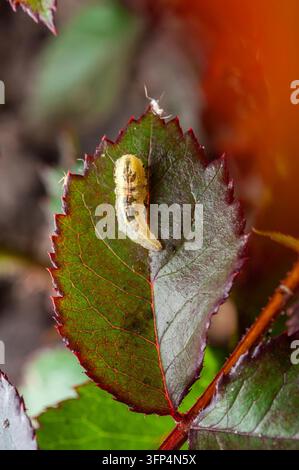 Un gros plan macro révèle une petite chenille vert pâle avec des marques sombres sur une feuille de rose détaillée, montrant des veines complexes et un bord dentelé Banque D'Images