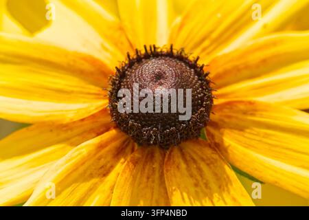 Vue détaillée d'une fleur de Rudbeckia hirta jaune vif mettant en valeur son cône brun foncé texturé et ses pétales délicats en pleine floraison Banque D'Images