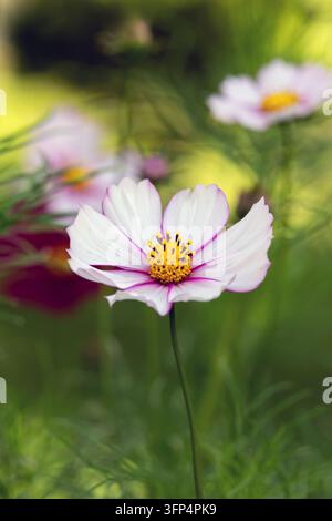 Délicates fleurs de cosmos blanches et roses épanouies dans un champ d'été, avec des tiges vertes fines et un fond doux et flou. Banque D'Images