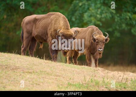 Une paire de bisons se tient côte à côte sur une colline herbeuse, Bison européen (Bos bonasus), Allemagne Banque D'Images