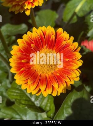 Image en gros plan vertical d'un magnifique gerbera orange et jaune Banque D'Images