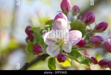 Une fleur de pomme unique ouvre ses délicats pétales roses et blancs, entourés de nombreux bourgeons non ouverts sur une branche Banque D'Images