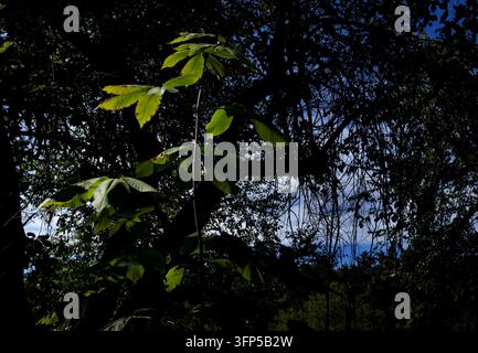 Un jeune plant avec des feuilles composées palmées, disposées de manière opposée et dotées de marges dentelées, qui semble correspondre à un marronnier Banque D'Images