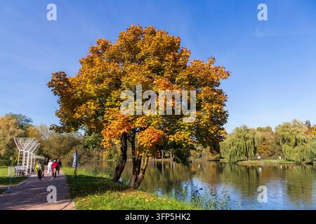 Grand érable coloré sur la rive d'un étang de parc en automne Banque D'Images