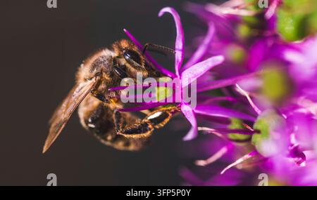 Ceci est un gros plan d'une abeille collectant diligemment du nectar sucré d'une fleur violette éblouissante et vibrante Banque D'Images