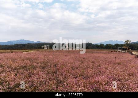 Jardin de fleurs Goseokjeong avec un champ d’amarante globuleux en fleurs pendant la saison automnale. Pris à Cheorwon, Corée du Sud Banque D'Images