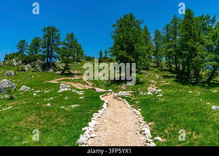 Un sentier de randonnée serein serpente gracieusement à travers des prairies vibrantes et des arbres anciens sous un ciel clair, la tranquillité et l'aventure dans les paysages époustouflants de Slovénie Banque D'Images
