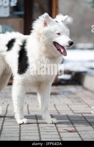 Gros plan vertical en pleine longueur d'un heureux chien de type Laika de Yakoutie ou Samoïède tacheté debout sur un chemin de dalles grises. Banque D'Images