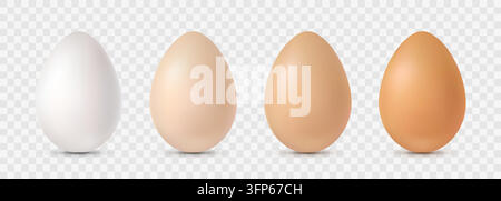 Ensemble de quatre œufs de poule de couleur blanche, beige, brun clair et brun sur un fond transparent. Illustration de Vecteur