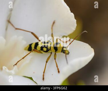 Photo macro d'un scarabée longhorn jaune avec des taches noires distinctives, posé sur une brindille à Chypre Banque D'Images