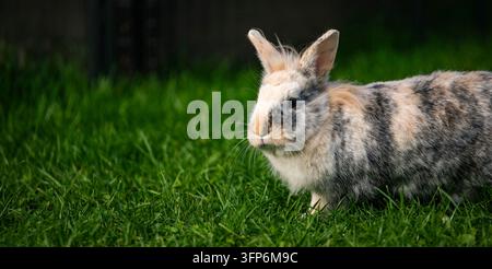 Un beau gros plan détaillé d'un lapin Lionhead tricolore debout de profil au milieu d'une herbe verte luxuriante. L'arrière-plan sombre offre une excellente mise au point Banque D'Images