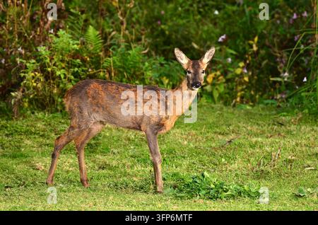 Roe Deer capreolus capreolus Dorset, Royaume-Uni Banque D'Images