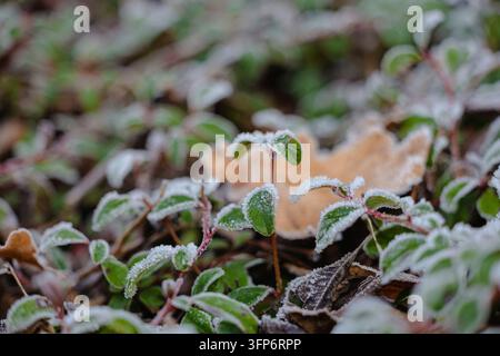 Grossissement de feuilles vertes recouvertes de la première neige dans un jardin givré. Feuilles vertes couvertes de la première neige. Flocons de neige sur les feuilles de plantes vertes Banque D'Images