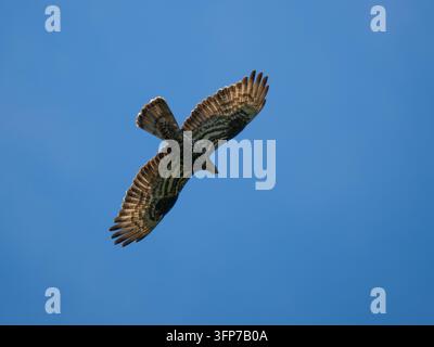Busard européen sauvage planant haut dans le ciel bleu clair. Vue en contre-plongée d'un oiseau rapace à l'aile déployée dans son habitat naturel. Fond de faune sauvage, ornithologie. Métaphore pour la croissance financière, lancement d'une startup Banque D'Images