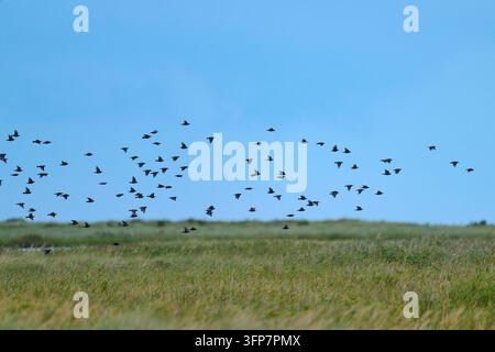 Des oiseaux volent en grande volée à travers la vaste campagne verte sous un ciel bleu : étourneaux (Sturnus vulgaris), Nothafen, paysage des bodden de Poméranie antérieure Banque D'Images