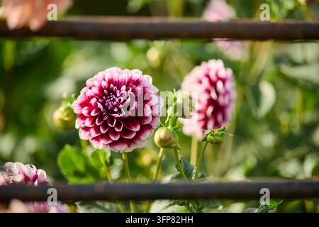 Photographie rapprochée de jardin d'une dahlia rose vif et violet profond en pleine floraison, entourée de feuilles et de tiges vertes. La faible profondeur de champ est Banque D'Images