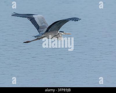Une photographie d'un héron cendré (*Ardea cinerea*) volant majestueusement sur les eaux tranquilles de Mahi à Banswara, Rajasthan – l'image est incroyablement nette Banque D'Images