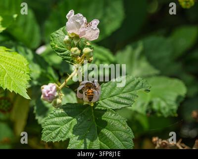 Abeille butineuse pollinisant une fleur de mûre sauvage dans un jardin ensoleillé Banque D'Images
