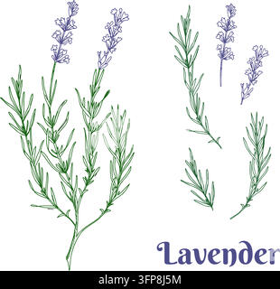 Ensemble graphique Lavande. Plante entière, branches avec feuilles et fleurs. Illustration vectorielle dessinée à la main. Dessin coloré pour cartes, logos et aliments Illustration de Vecteur