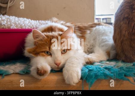 Chat domestique orange et blanc couché sur un tissu bleu à l'intérieur en Cumbria. Banque D'Images