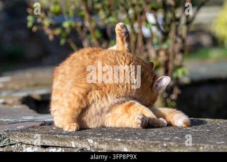 Chat domestique roux se toilettant sur une surface en pierre dans le Cumbria. Banque D'Images