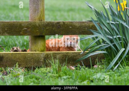 Un chat roux allongé sur l'herbe derrière une clôture en bois près de plantes vertes en Cumbria. Banque D'Images